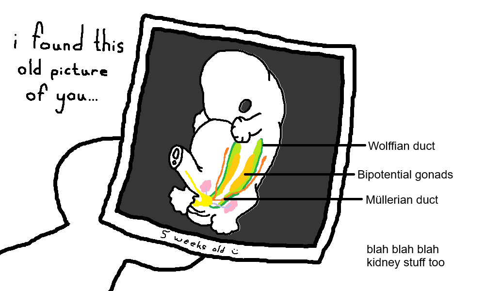 A Microsoft Paint doodle in which a figure holds up a photo of a human embryo at roughly five weeks old with the text 'i found this old picture of you'. From the image of the embryo, the structures 'Wolffian duct', 'bipotential gonads', and 'Müllerian duct' are labelled as if it were a biological diagram.